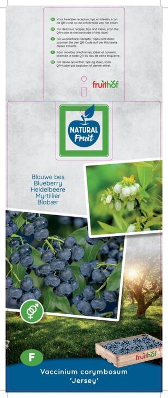 Vaccinium c. 'Jersey' - C5 50-60 CM